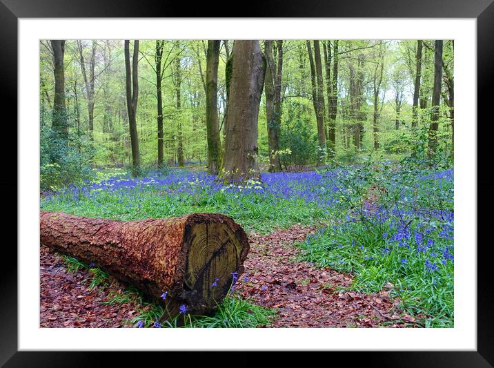   BLUEBELL WOOD                              Framed Mounted Print by Anthony Kellaway