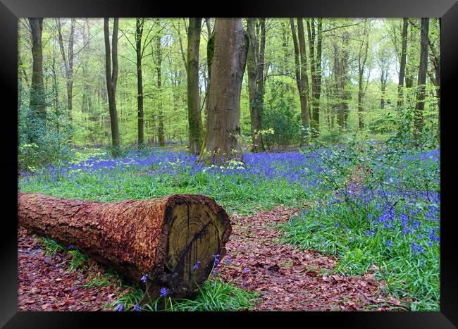   BLUEBELL WOOD                              Framed Print by Anthony Kellaway