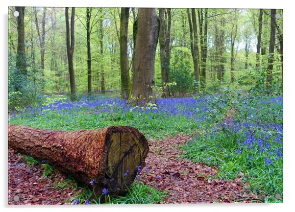   BLUEBELL WOOD                              Acrylic by Anthony Kellaway