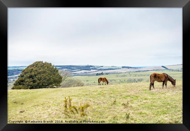 Horses grazing at Cissbury Ring, South Downs, West Framed Print by KB Photo