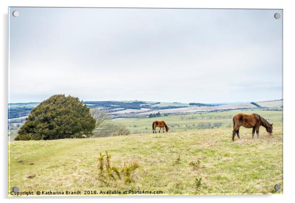 Horses grazing at Cissbury Ring, South Downs, West Acrylic by KB Photo