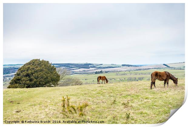 Horses grazing at Cissbury Ring, South Downs, West Print by KB Photo