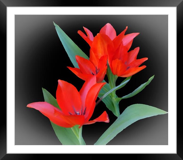     Tulips                            Framed Mounted Print by Anthony Kellaway
