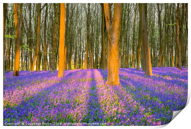 Micheldever bluebells Print by Daugirdas Racys