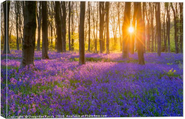 Micheldever bluebells sunset Canvas Print by Daugirdas Racys