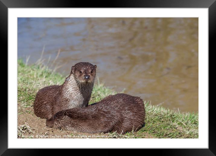 The European Otter (Lutra Lutra)  Framed Mounted Print by Milton Cogheil