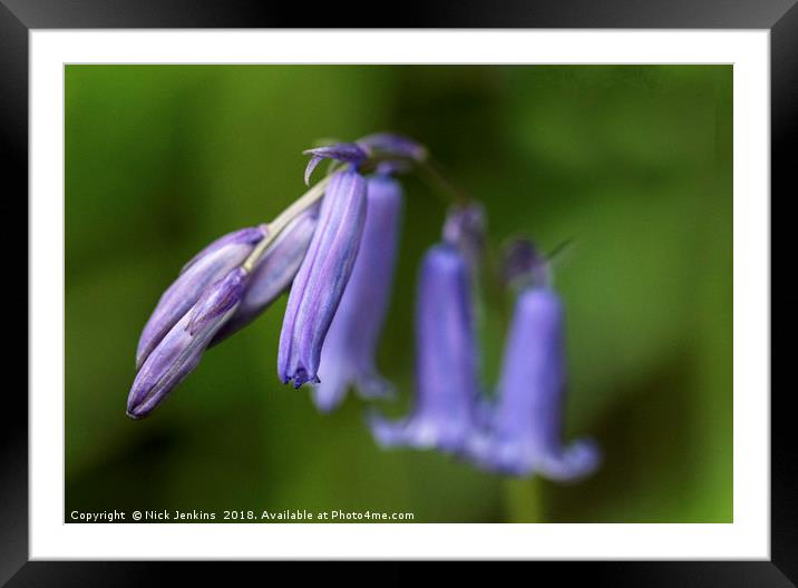 Bluebell Flower in Close Up Framed Mounted Print by Nick Jenkins