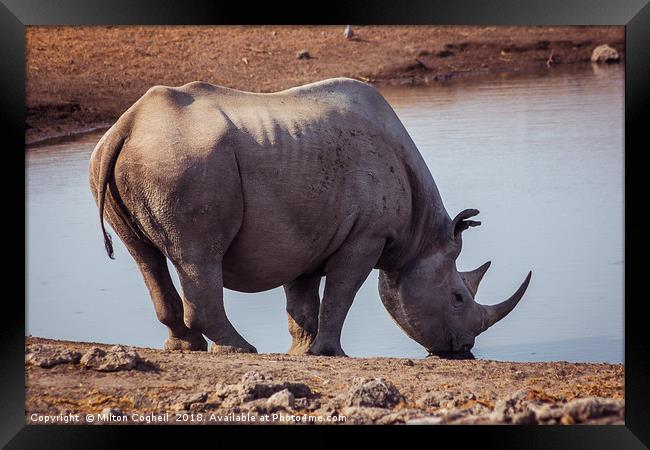 Black Rhino in Etosha National Park, Namibia Framed Print by Milton Cogheil