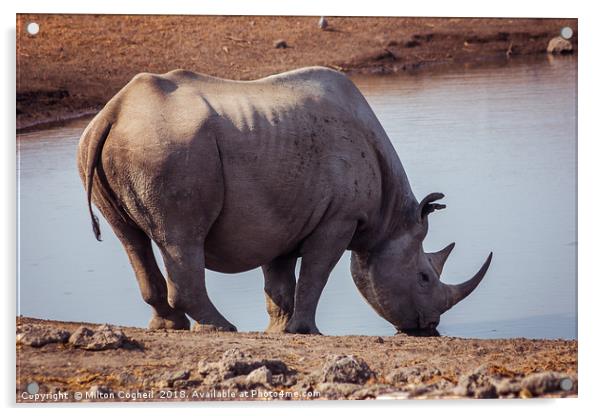 Black Rhino in Etosha National Park, Namibia Acrylic by Milton Cogheil