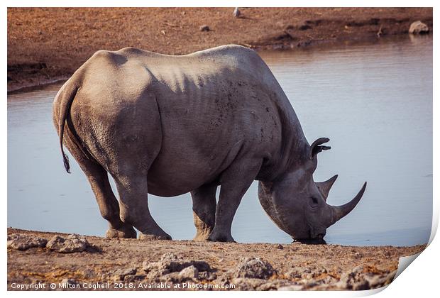 Black Rhino in Etosha National Park, Namibia Print by Milton Cogheil