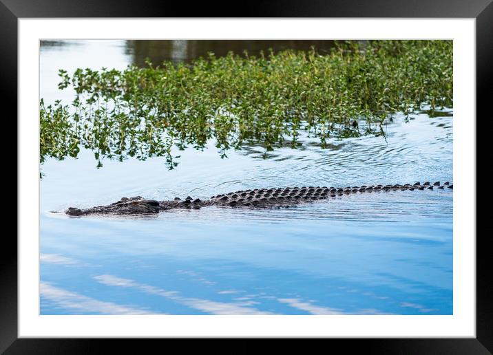 Saltwater crocodile in Kakadu Framed Mounted Print by Andrew Michael