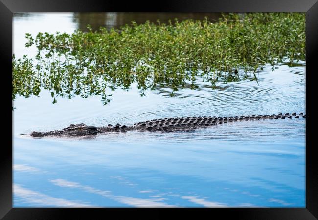 Saltwater crocodile in Kakadu Framed Print by Andrew Michael