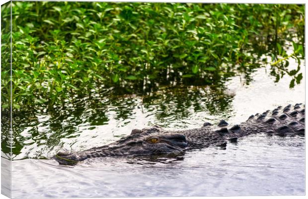 Saltwater crocodile in Kakadu National Park Canvas Print by Andrew Michael