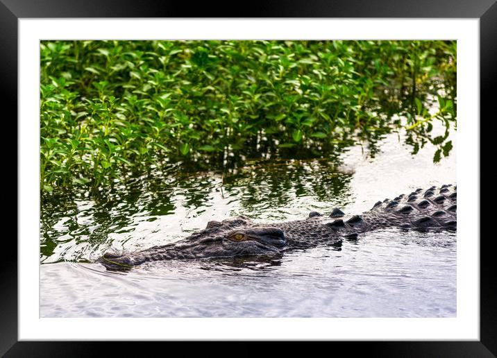 Saltwater crocodile in Kakadu National Park Framed Mounted Print by Andrew Michael