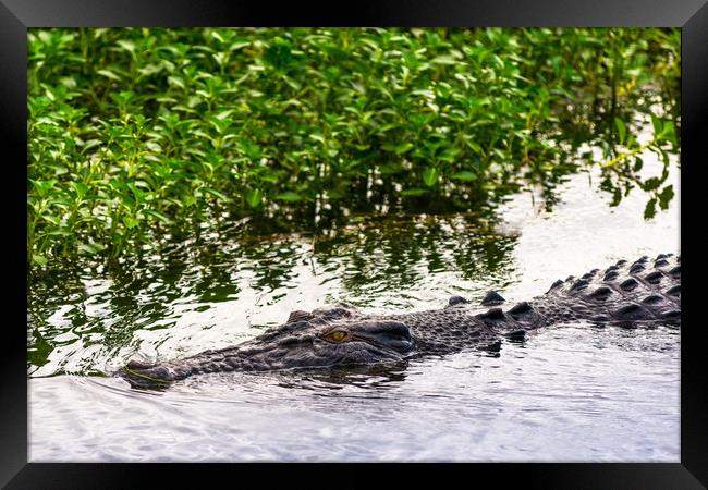 Saltwater crocodile in Kakadu National Park Framed Print by Andrew Michael