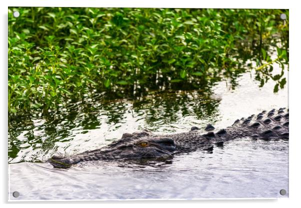 Saltwater crocodile in Kakadu National Park Acrylic by Andrew Michael