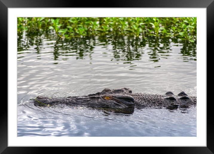 Saltwater crocodile in Kakadu Framed Mounted Print by Andrew Michael