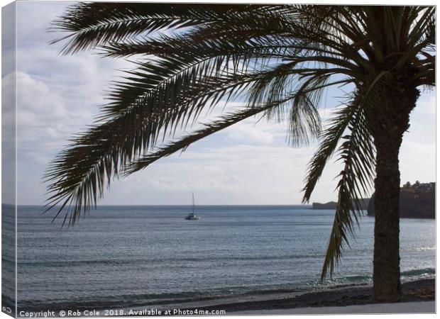Palm Tree Silhouette Canvas Print by Rob Cole
