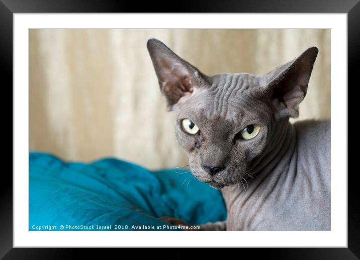 Canadian Sphynx cat Framed Mounted Print by PhotoStock Israel