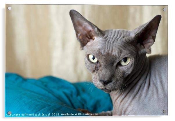 Canadian Sphynx cat Acrylic by PhotoStock Israel