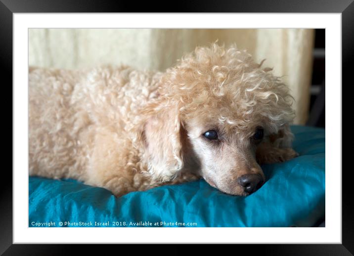 Apricot Miniature Poodle  Framed Mounted Print by PhotoStock Israel
