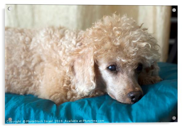 Apricot Miniature Poodle  Acrylic by PhotoStock Israel