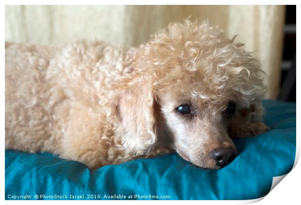 Apricot Miniature Poodle  Print by PhotoStock Israel