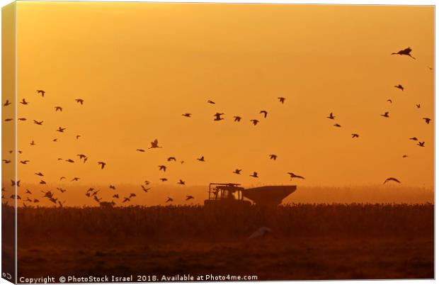 silhouette of a flock of Eurasian Cranes  Canvas Print by PhotoStock Israel