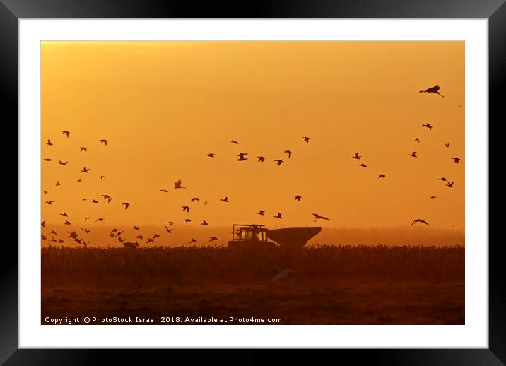 silhouette of a flock of Eurasian Cranes  Framed Mounted Print by PhotoStock Israel