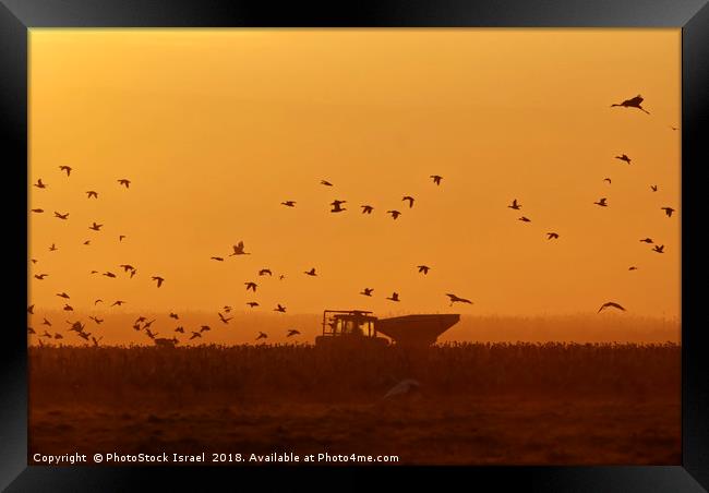 silhouette of a flock of Eurasian Cranes  Framed Print by PhotoStock Israel