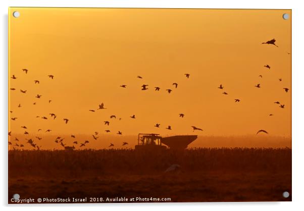 silhouette of a flock of Eurasian Cranes  Acrylic by PhotoStock Israel