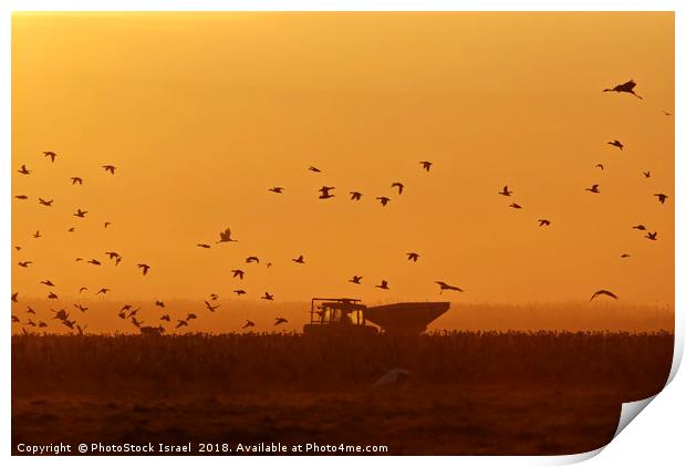 silhouette of a flock of Eurasian Cranes  Print by PhotoStock Israel