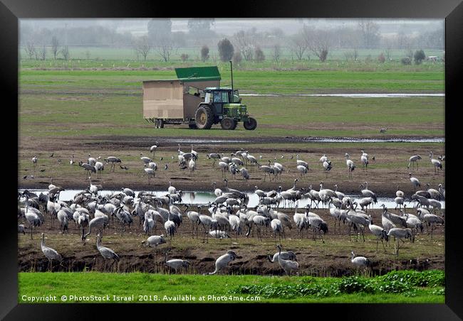 a flock of Eurasian Cranes Framed Print by PhotoStock Israel