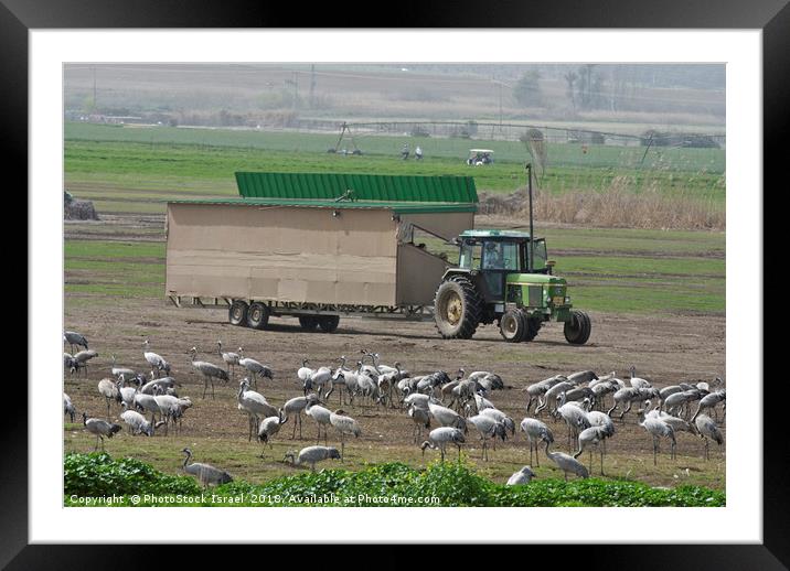 a flock of Eurasian Cranes Framed Mounted Print by PhotoStock Israel