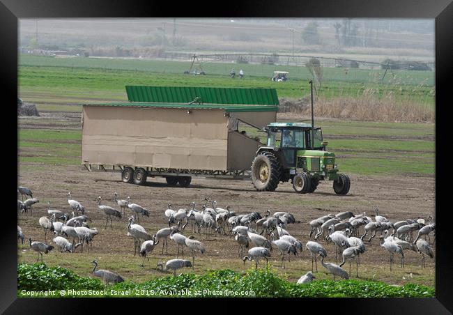 a flock of Eurasian Cranes Framed Print by PhotoStock Israel