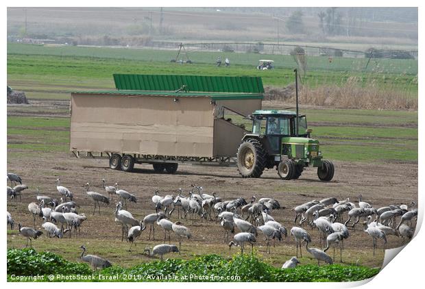 a flock of Eurasian Cranes Print by PhotoStock Israel
