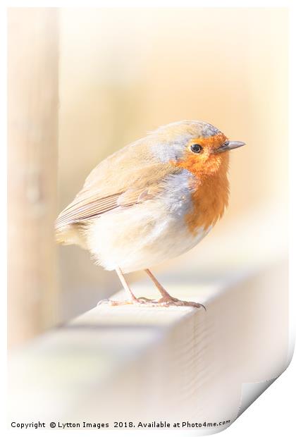 Red robin Print by Wayne Lytton