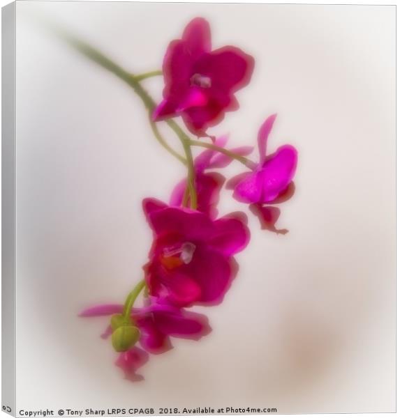 ARTIFICIAL BEAUTY - ORCHID Canvas Print by Tony Sharp LRPS CPAGB