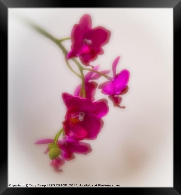 ARTIFICIAL BEAUTY - ORCHID Framed Print by Tony Sharp LRPS CPAGB