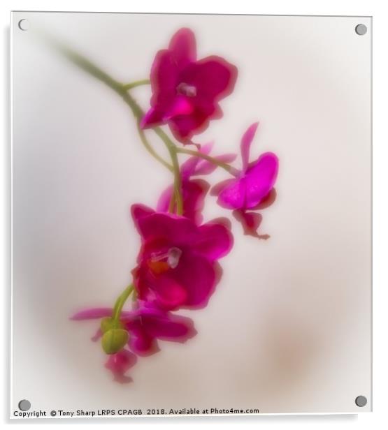 ARTIFICIAL BEAUTY - ORCHID Acrylic by Tony Sharp LRPS CPAGB