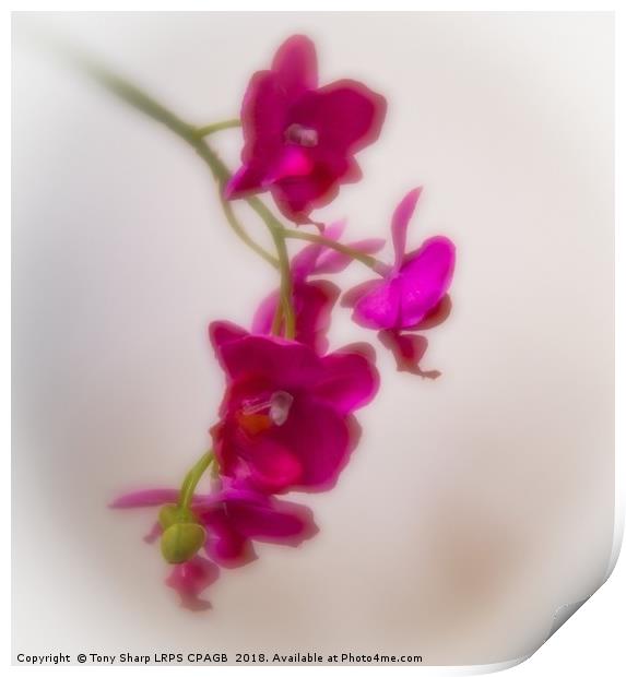 ARTIFICIAL BEAUTY - ORCHID Print by Tony Sharp LRPS CPAGB