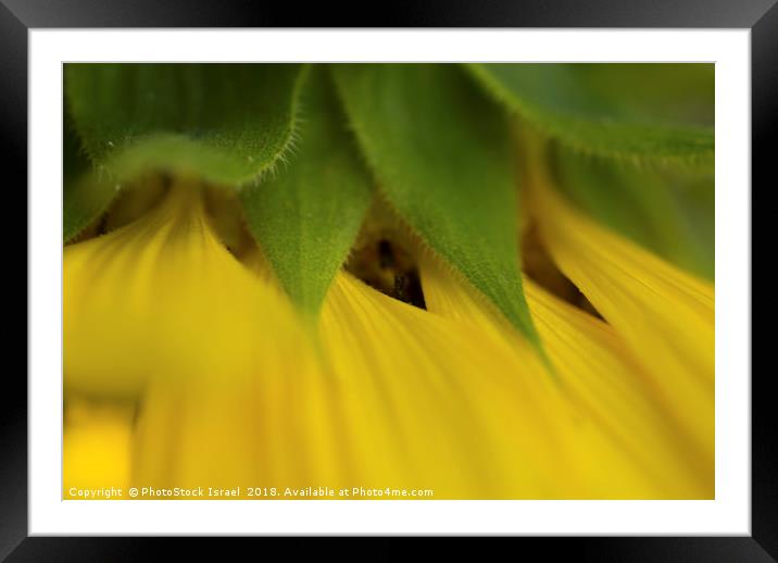Close up of a yellow sunflower Framed Mounted Print by PhotoStock Israel
