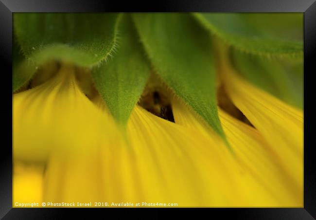 Close up of a yellow sunflower Framed Print by PhotoStock Israel