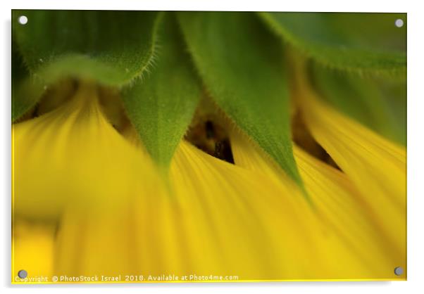 Close up of a yellow sunflower Acrylic by PhotoStock Israel