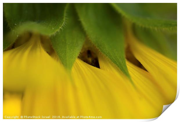 Close up of a yellow sunflower Print by PhotoStock Israel