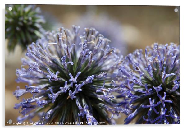 Allium ampeloprasum Acrylic by PhotoStock Israel