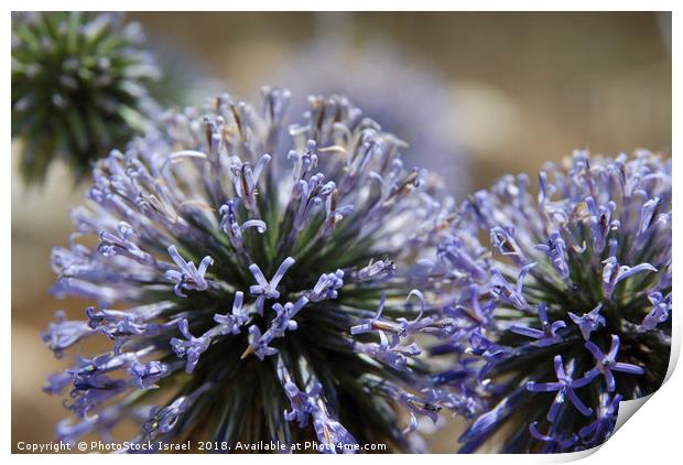Allium ampeloprasum Print by PhotoStock Israel