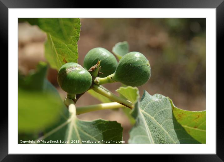 Fig fruit and leaf Framed Mounted Print by PhotoStock Israel