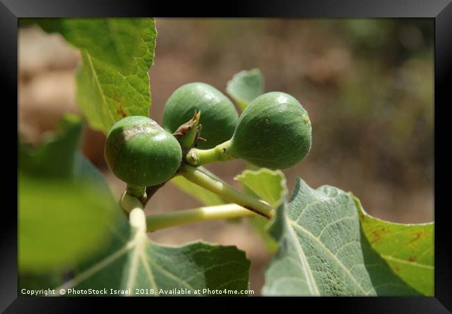 Fig fruit and leaf Framed Print by PhotoStock Israel