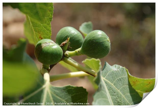 Fig fruit and leaf Print by PhotoStock Israel